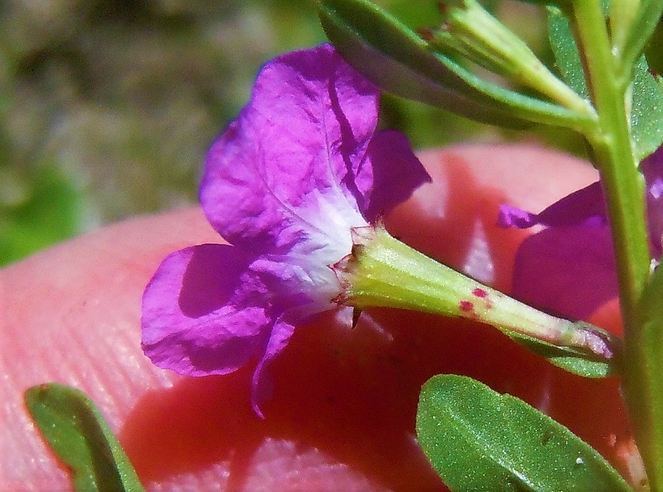 Lythrum junceum