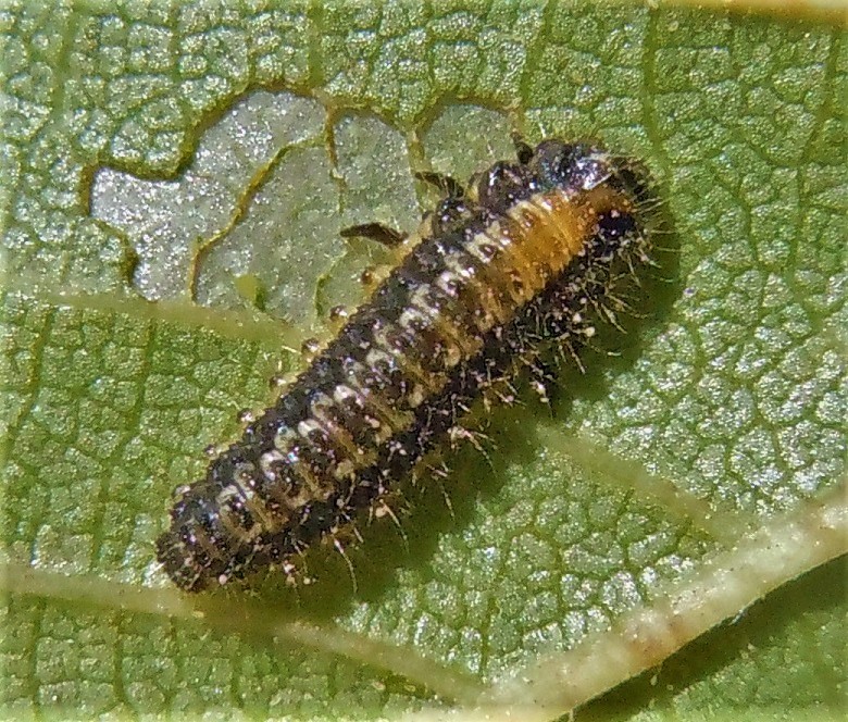 Larva di Xanthogaleruca luteola? S !