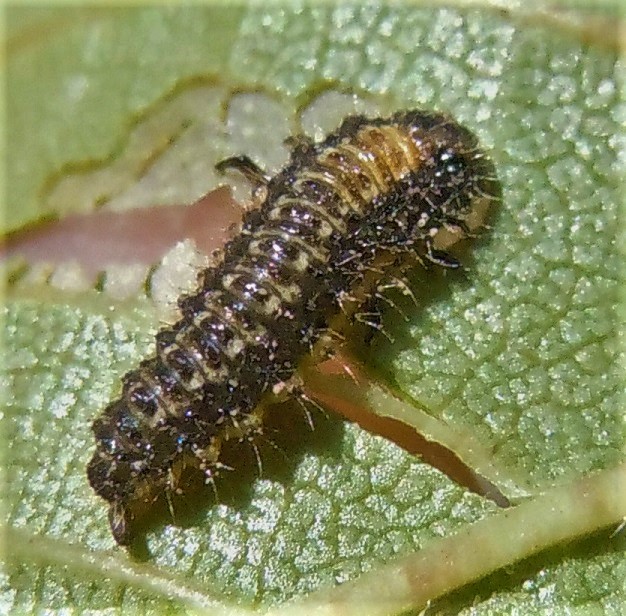 Larva di Xanthogaleruca luteola? S !