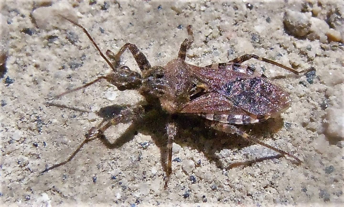 Reduviidae: Coranus griseus