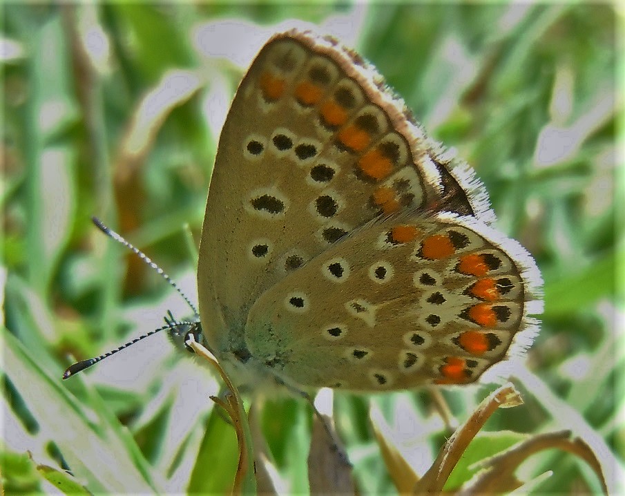 Polyommatus icarus ? S, femmina