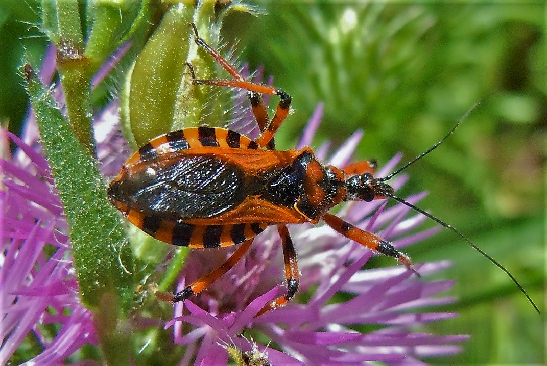 Reduviidae: Rhynocoris iracundus o rubricus?  Rhynocoris rubricus