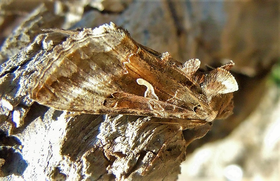 Noctuidae: Autographa gamma