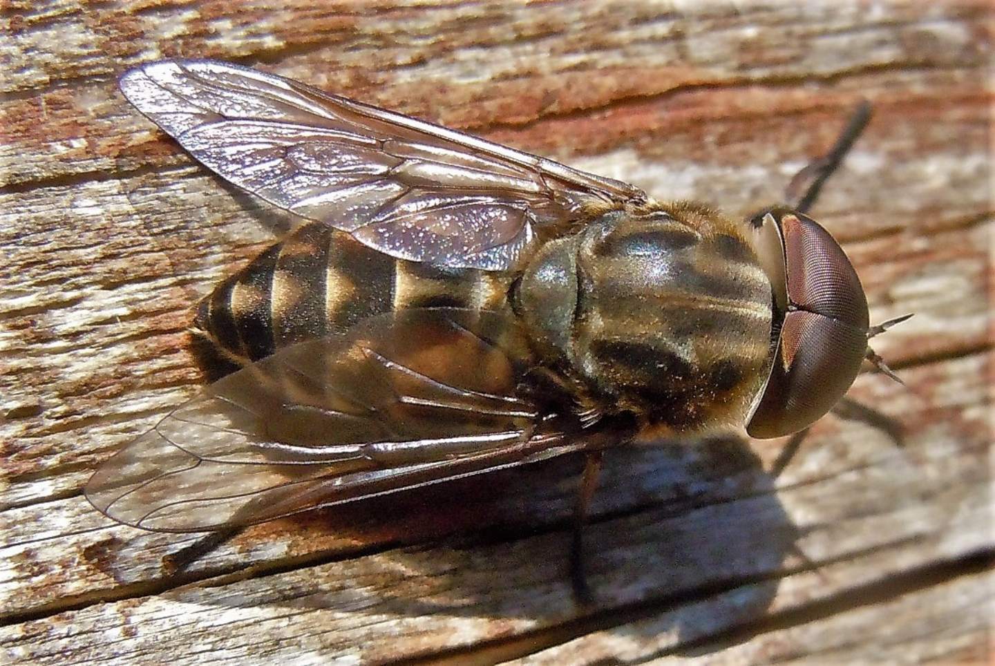 Tabanidae: Tabanus sudeticus, maschio