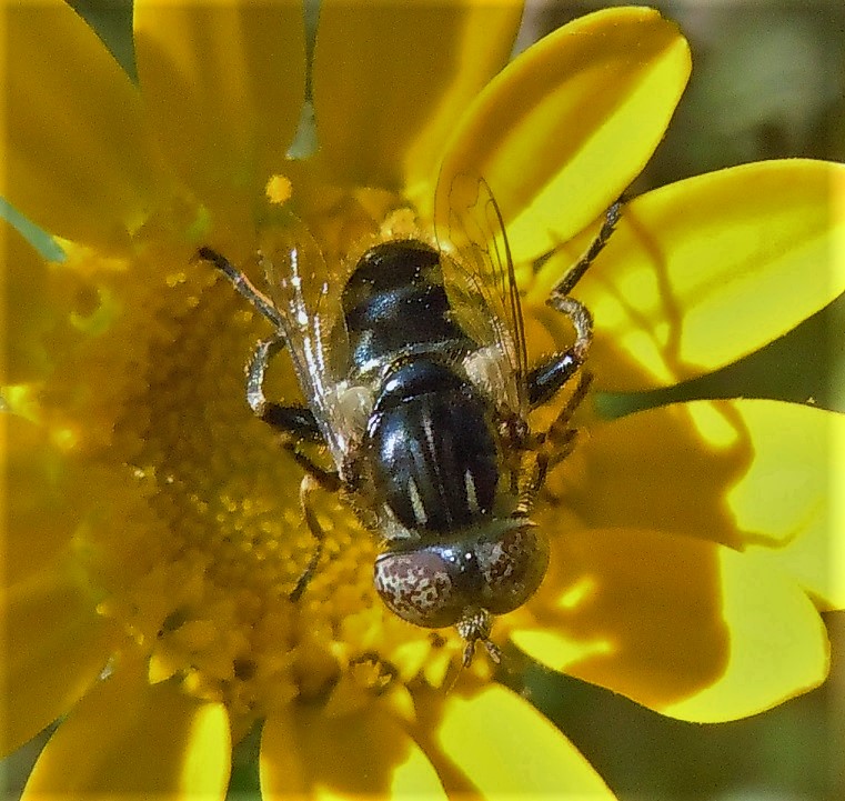 Eristalinus sepulchralis?,,, cfr.  Eristalinus megacephalus