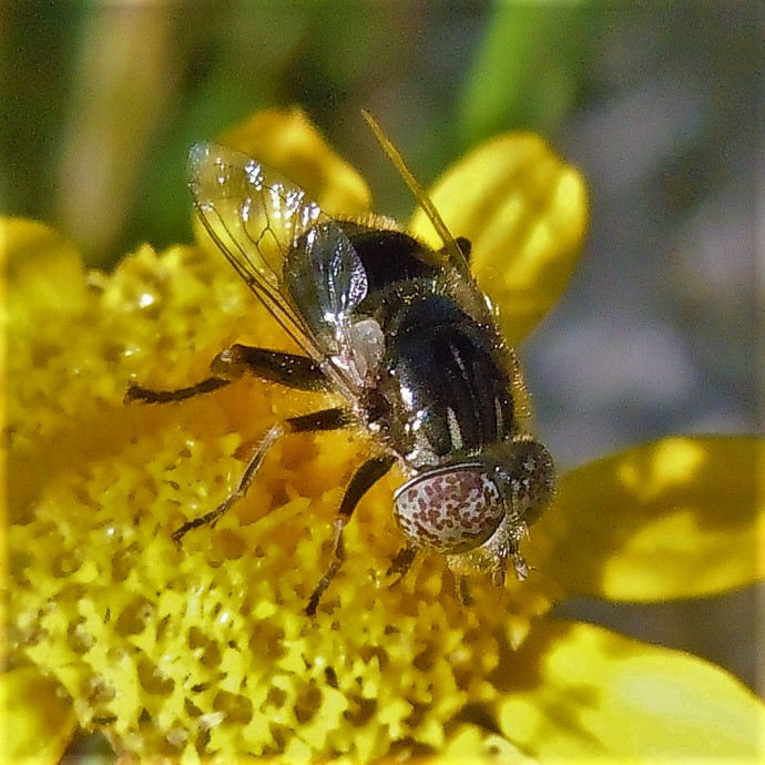 Eristalinus sepulchralis?,,, cfr.  Eristalinus megacephalus