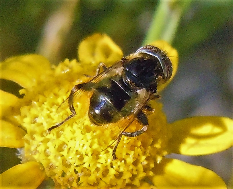 Eristalinus sepulchralis?,,, cfr.  Eristalinus megacephalus