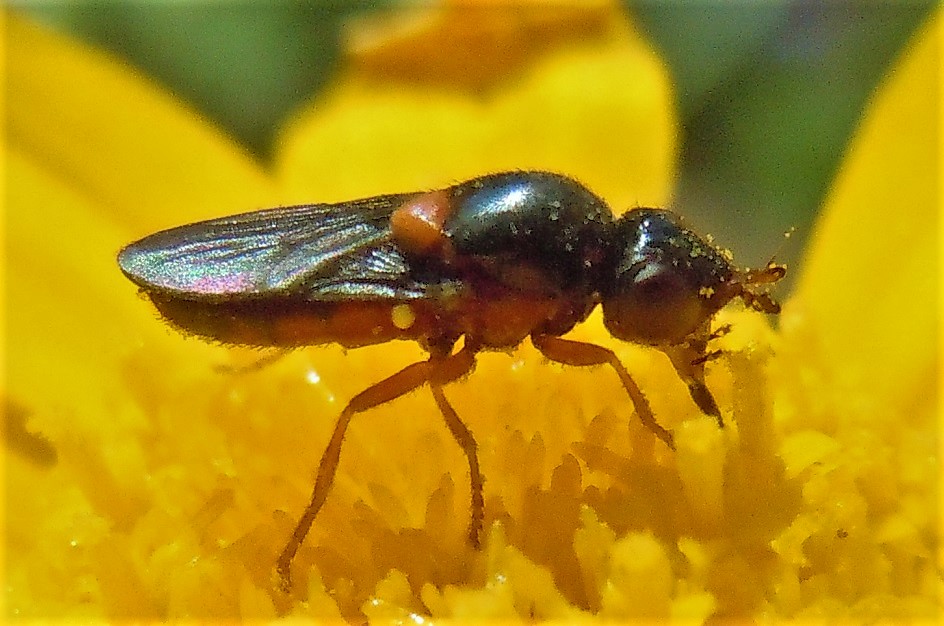 Piccolo dittero da identificare: cfr. Chloropidae