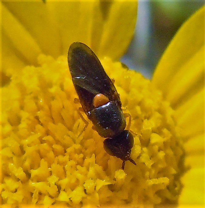 Piccolo dittero da identificare: cfr. Chloropidae