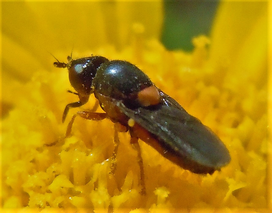 Piccolo dittero da identificare: cfr. Chloropidae