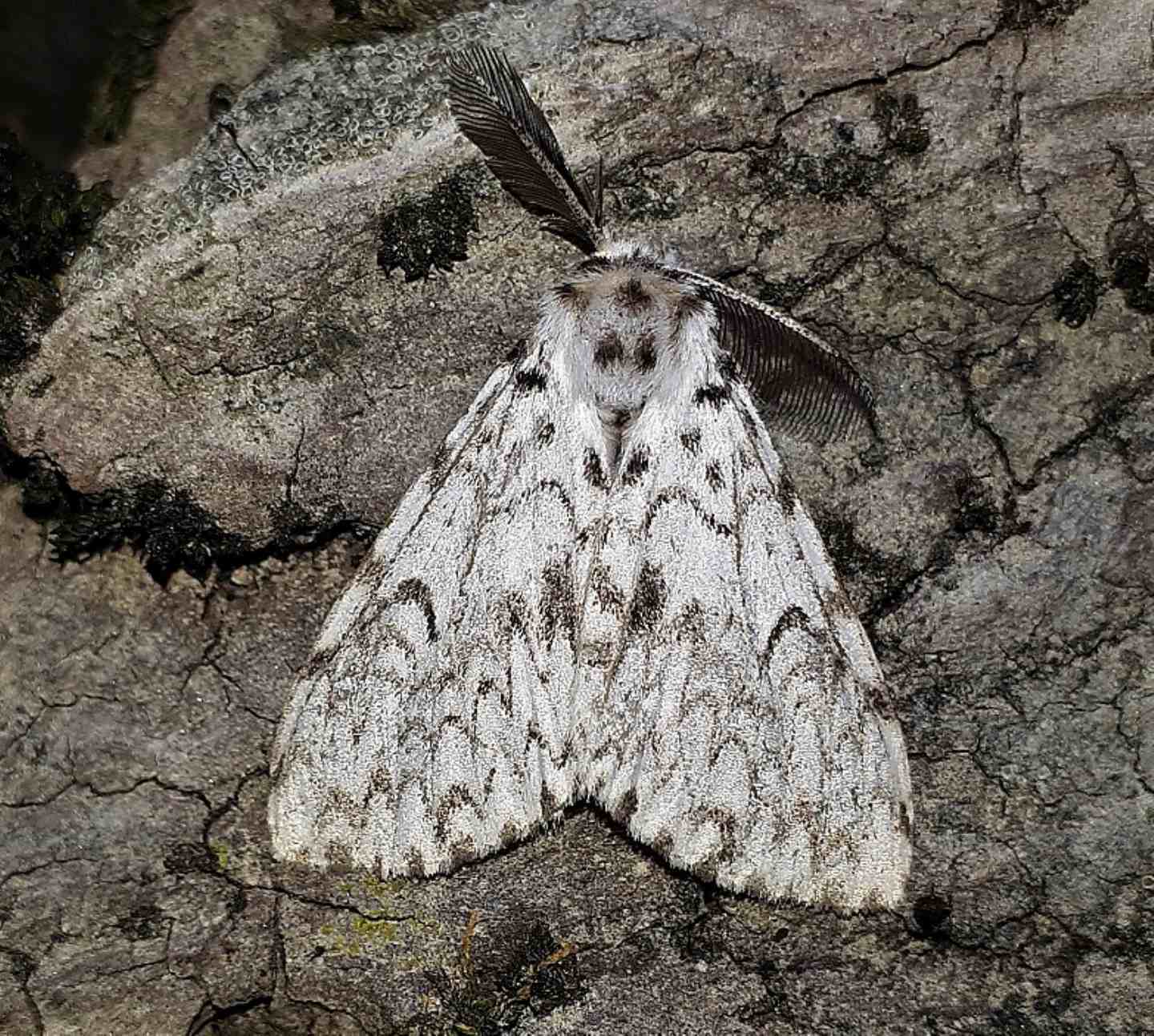 Erebidae Lymantriinae:  Lymantria monacha? S !