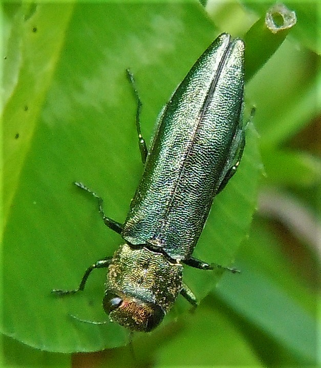 Buprestidae: Agrilus da identificare