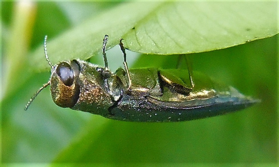 Buprestidae: Agrilus da identificare