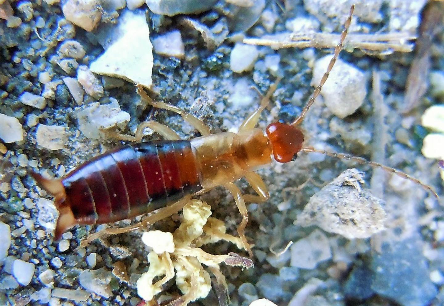 Chelidurella o Chelidura? No, Forficula decipiens