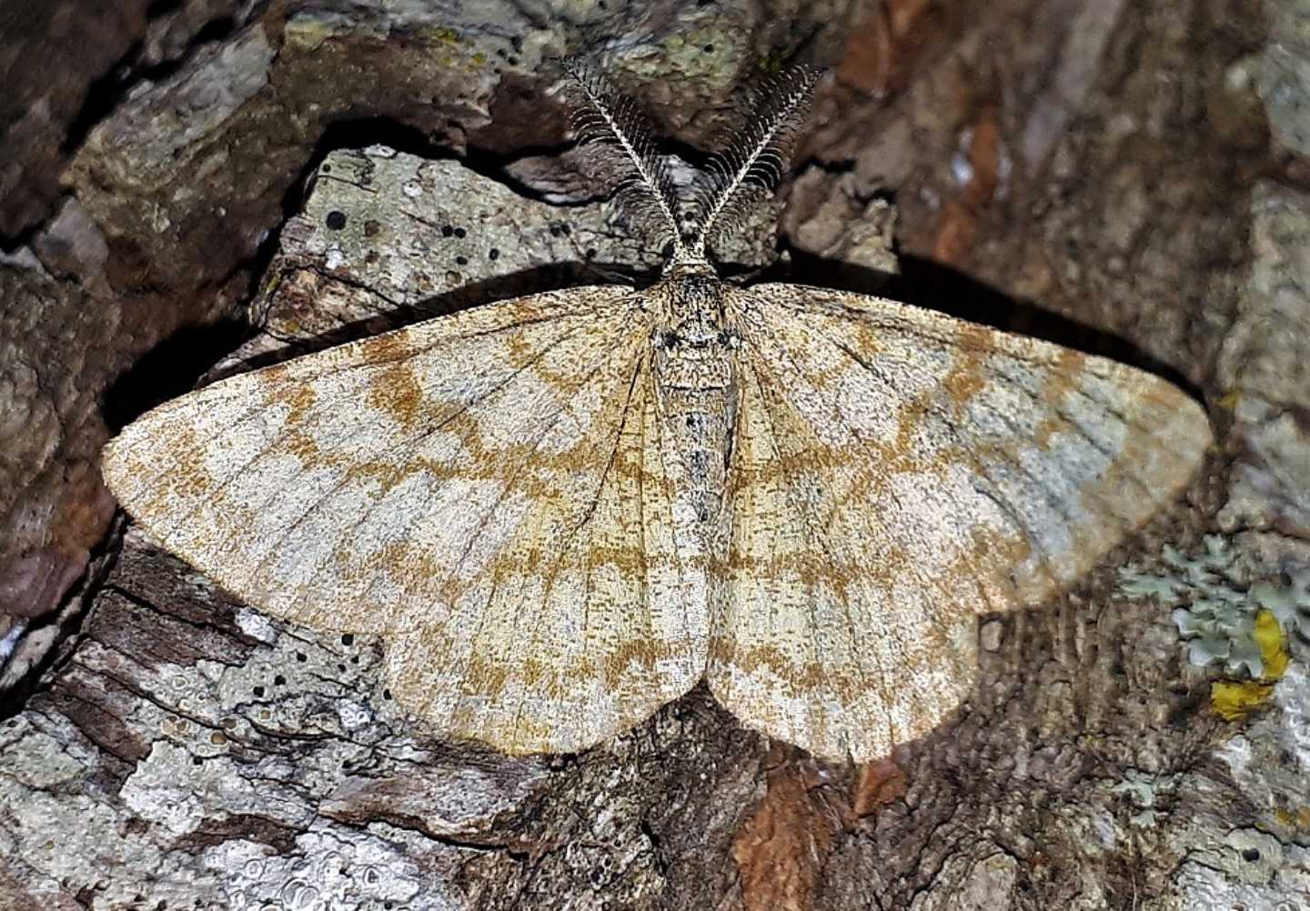 Geometridae:  Ematurga atomaria?  S !