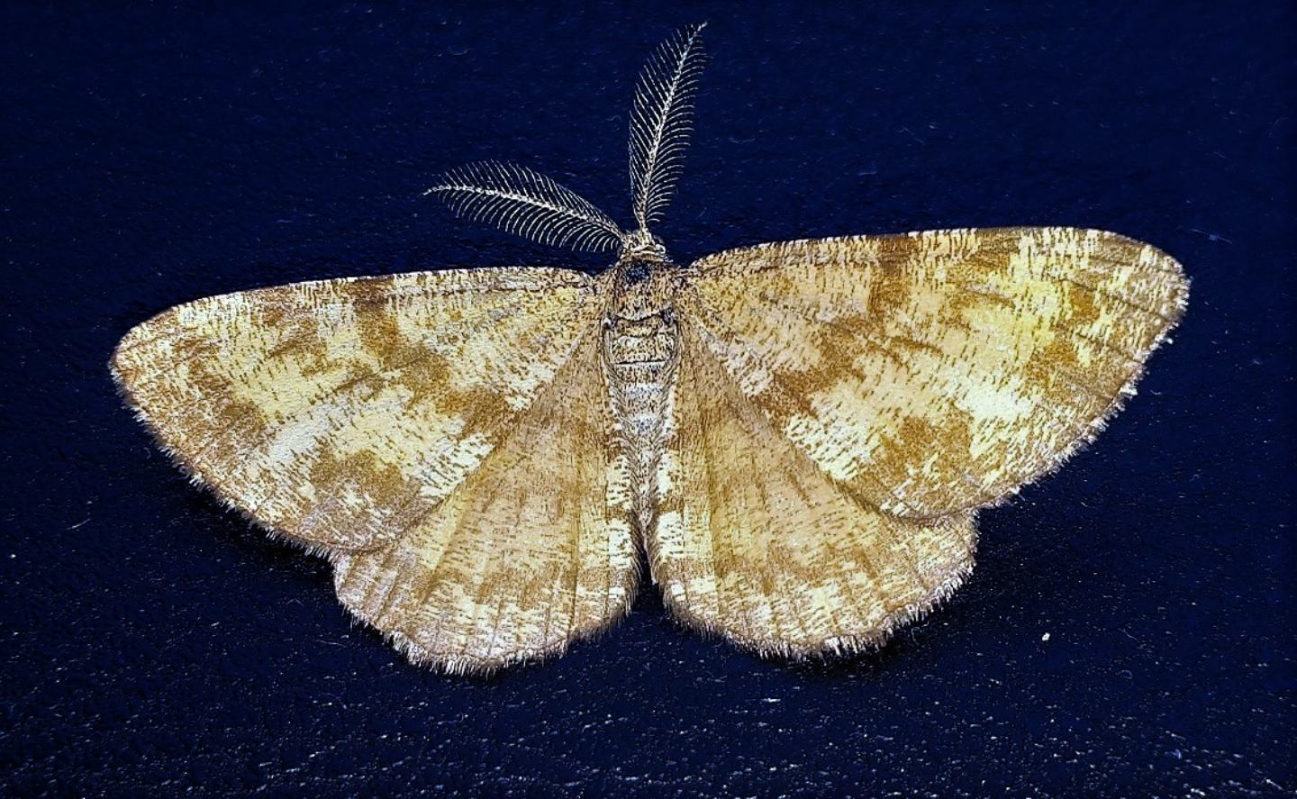 Geometridae:  Ematurga atomaria?  S !