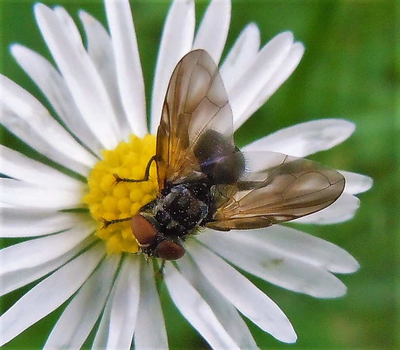 Tachnidae:  Phasia obesa maschio? ....Phasia sp.