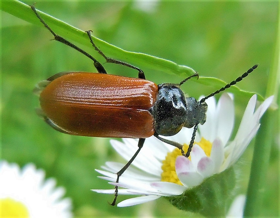 Tenebrionidae Alleculinae: Omophlus lepturoides?
