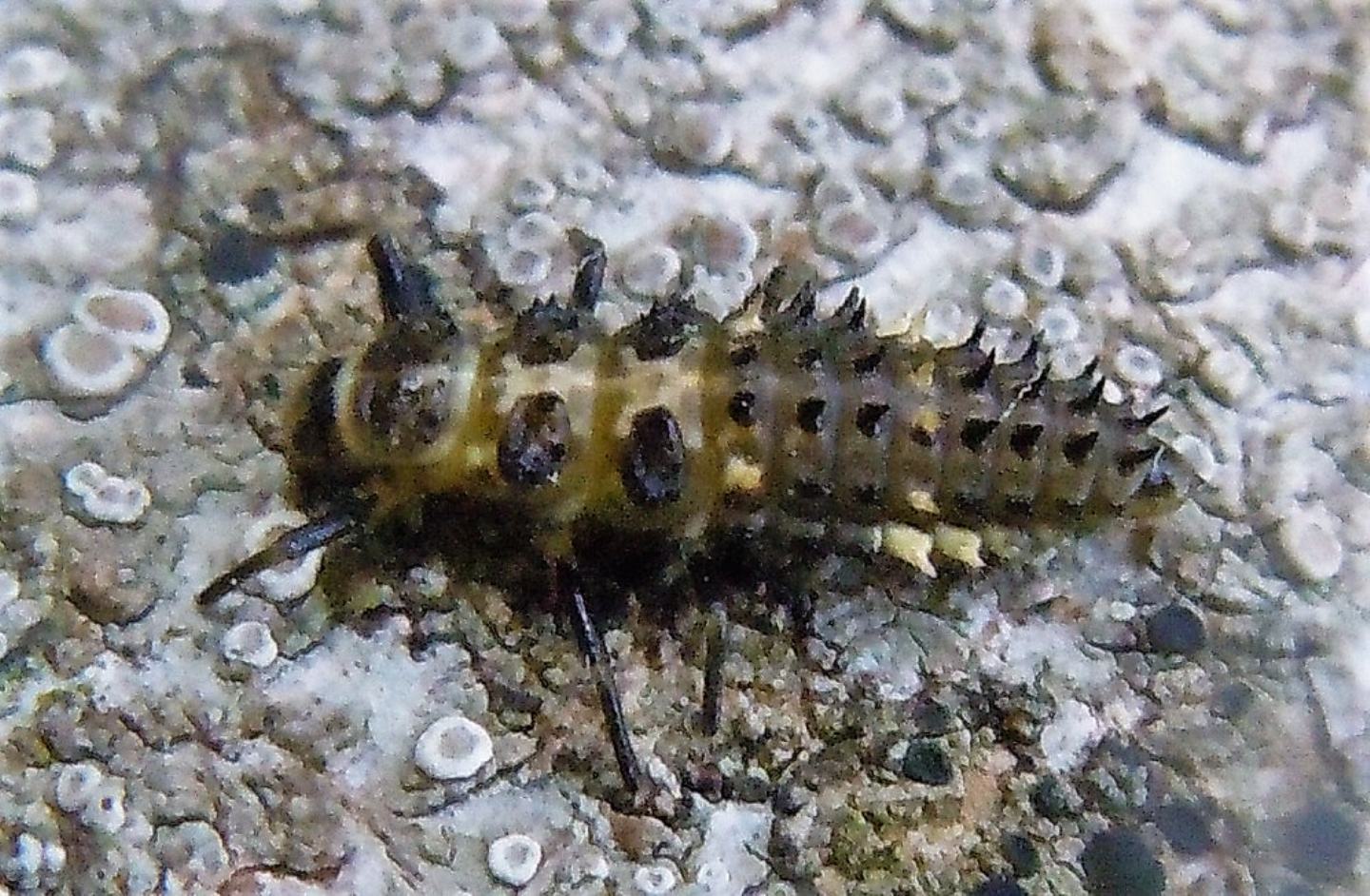 Larva di Adalia bipunctata (Coccinellidae)