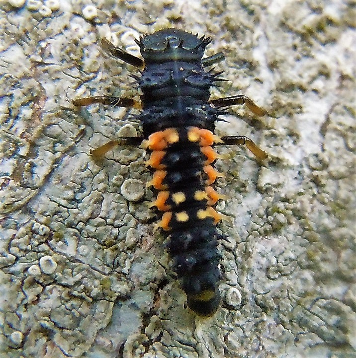 Larva di Harmonia axyridis? S.