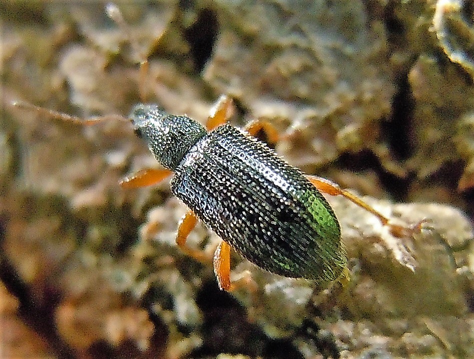 Piccolo Curculionidae: Phyllobius oblongus