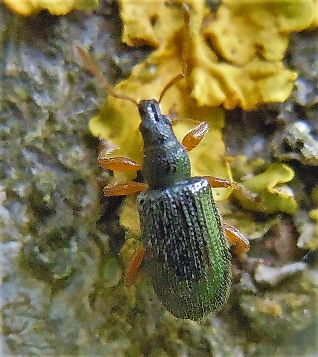 Piccolo Curculionidae: Phyllobius oblongus
