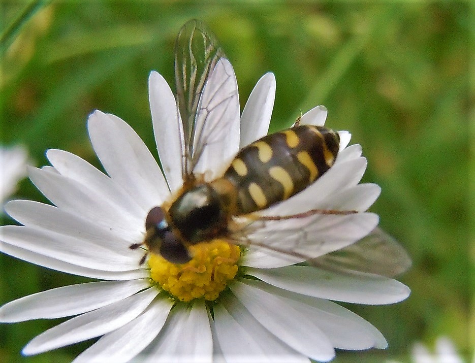 Syrphidae: Eupeodes sp.?  No, Scaeva cfr. selenitica, femmina