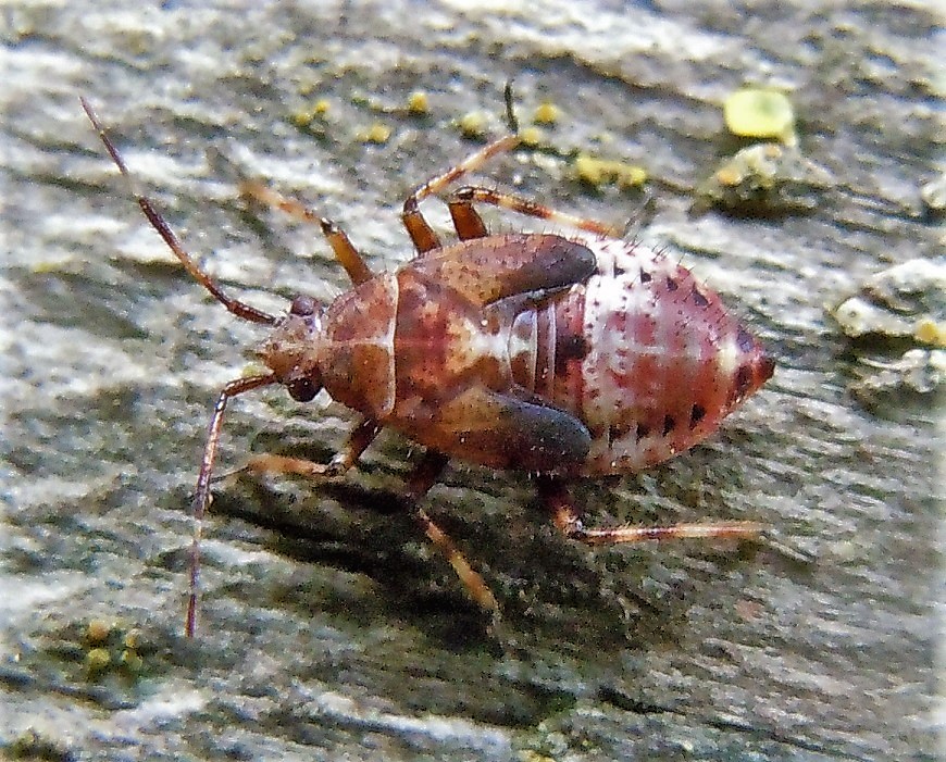 Miridae: Deraeocoris flavilinea?  S, adulto e ninfa