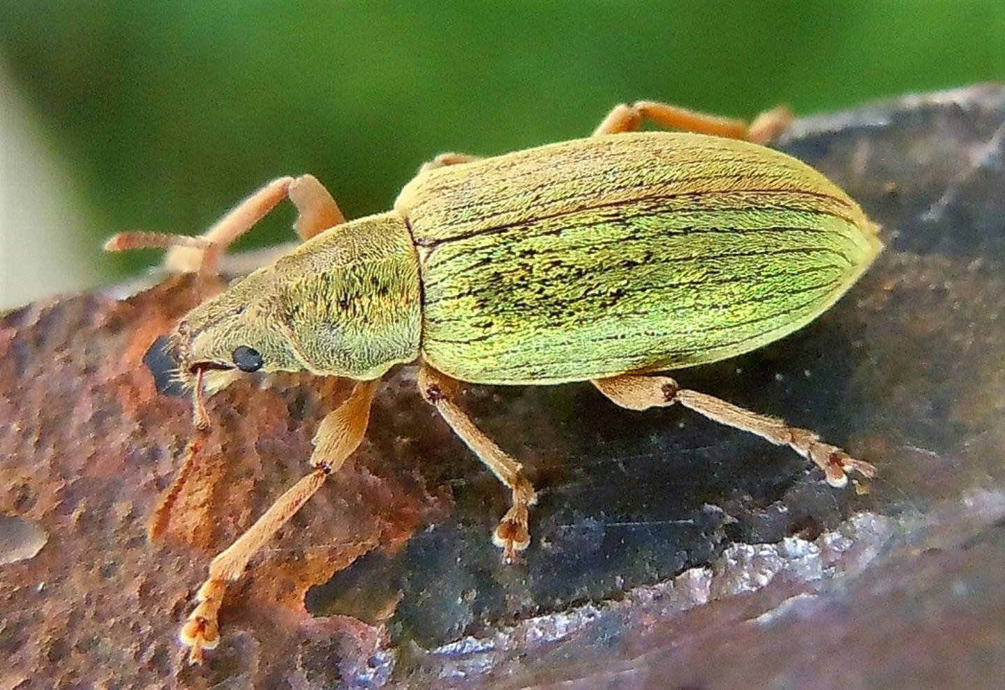 Curculionidae verde, grande:  Polydrusus cfr. impar, femmina