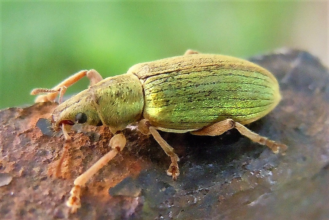 Curculionidae verde, grande:  Polydrusus cfr. impar, femmina