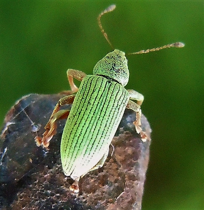 Curculionidae verde, medio:  Polydrusus cfr. frater