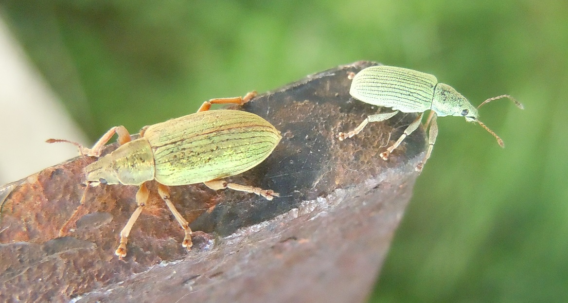 Curculionidae verde, medio:  Polydrusus cfr. frater