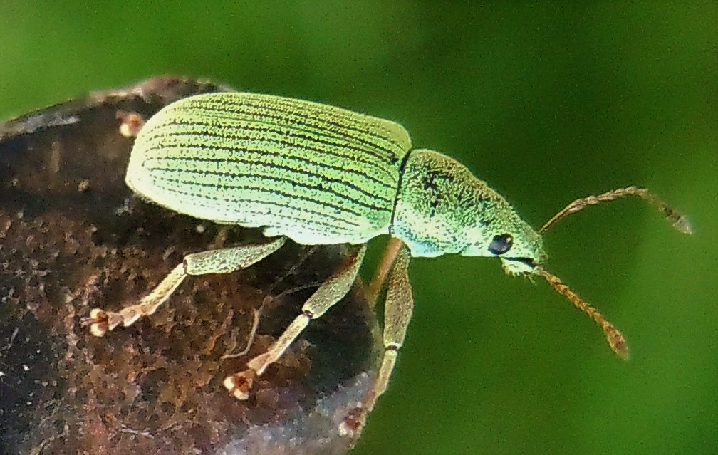 Curculionidae verde, medio:  Polydrusus cfr. frater