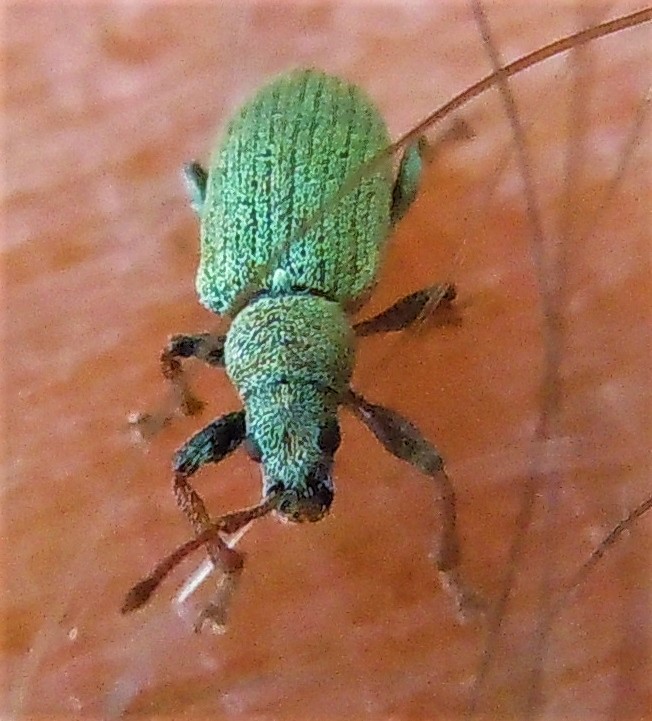 Curculionidae verde, piccolo: Phyllobius subdentatus