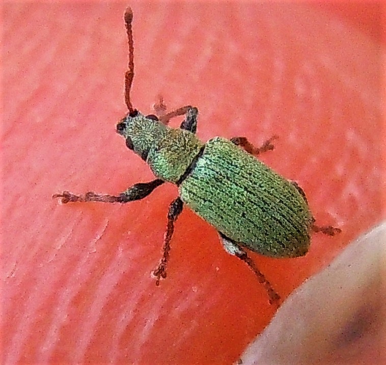 Curculionidae verde, piccolo: Phyllobius subdentatus