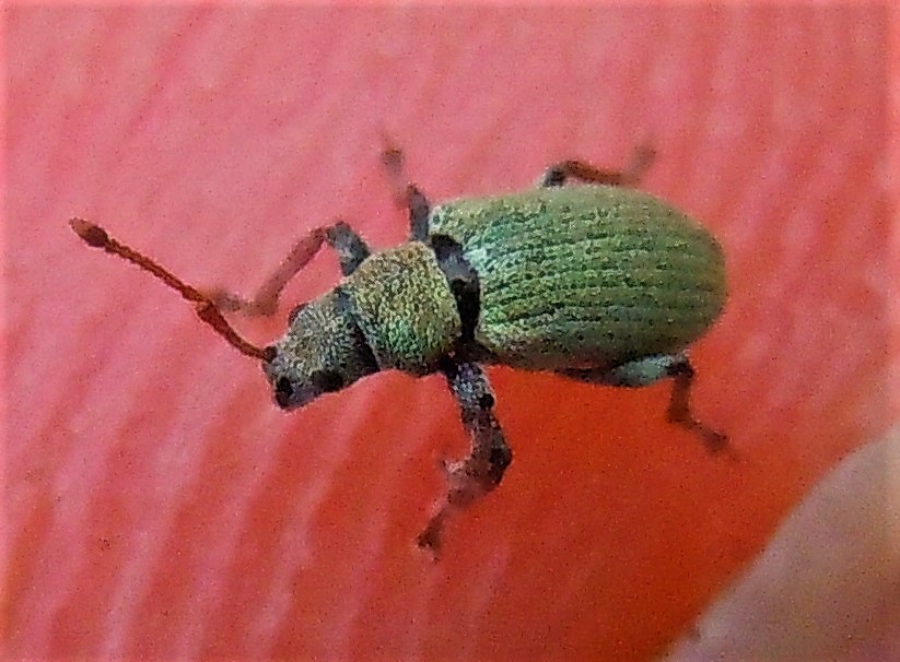 Curculionidae verde, piccolo: Phyllobius subdentatus