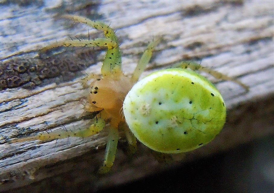 Araniella sp. - Lago Laceno (AV)