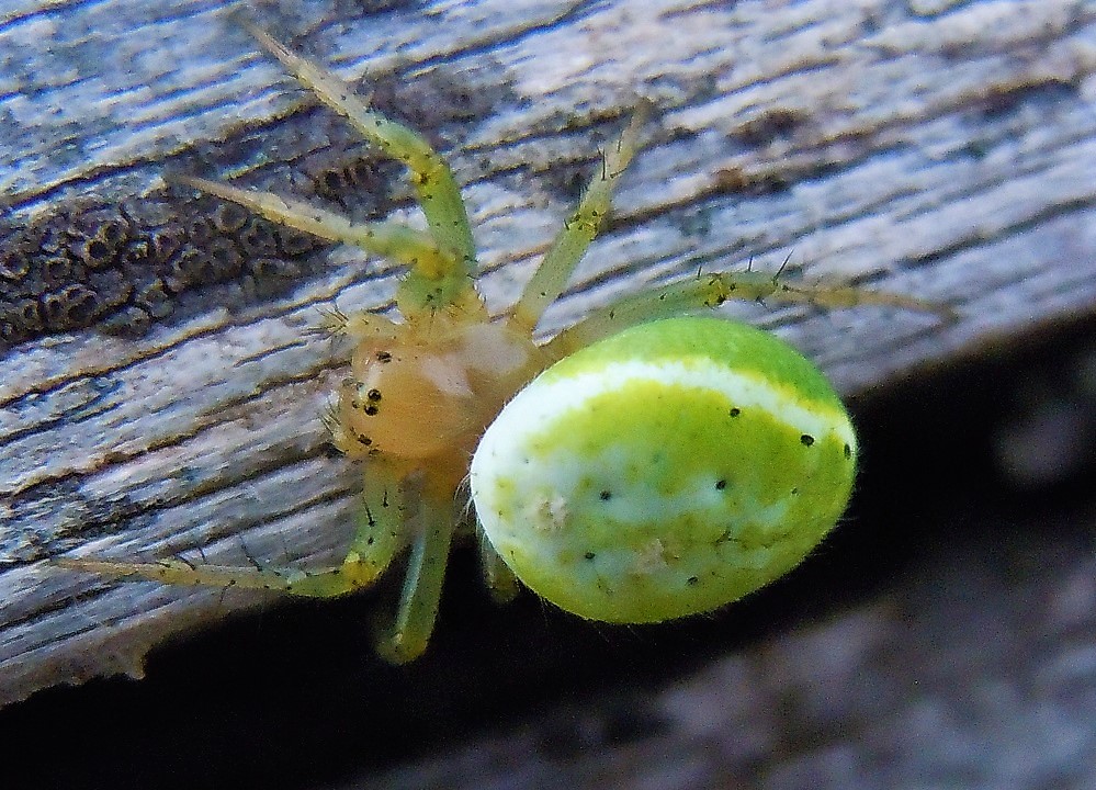 Araniella sp. - Lago Laceno (AV)