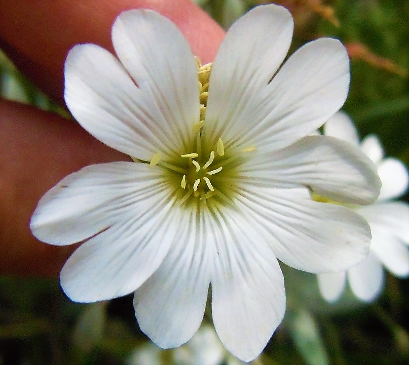 Cerastium tomentosum?  S...