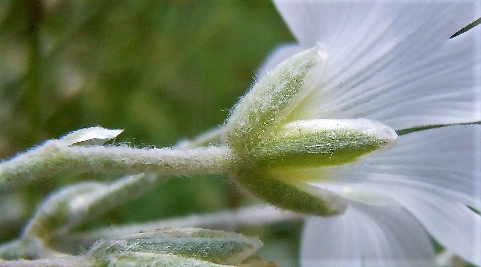 Cerastium tomentosum?  S...