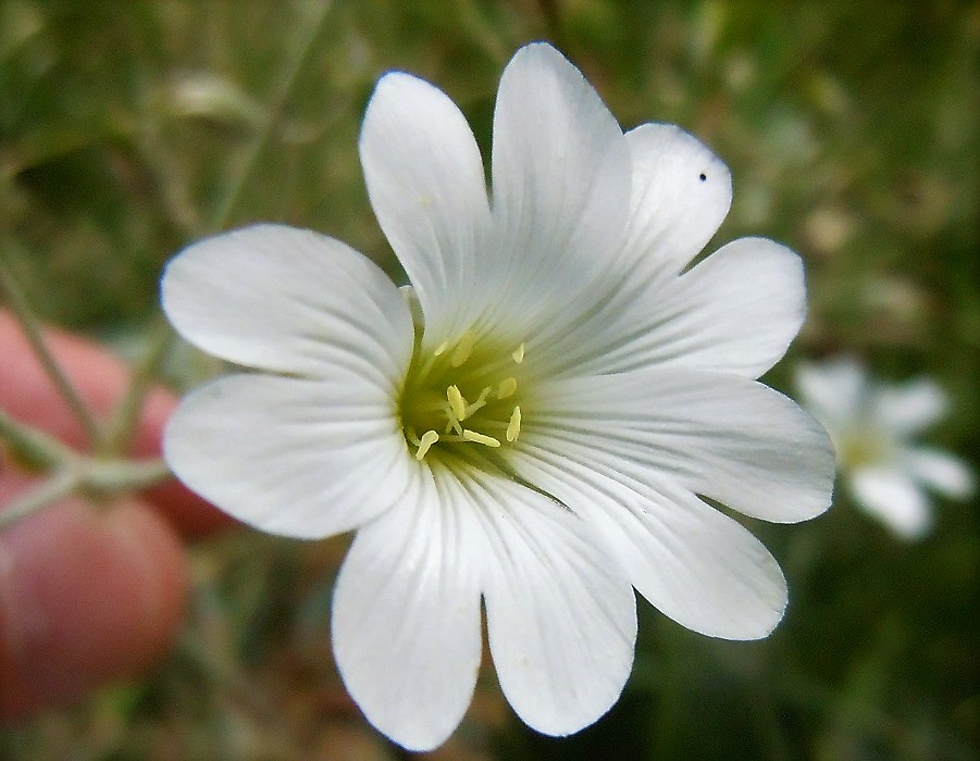 Cerastium tomentosum?  S...