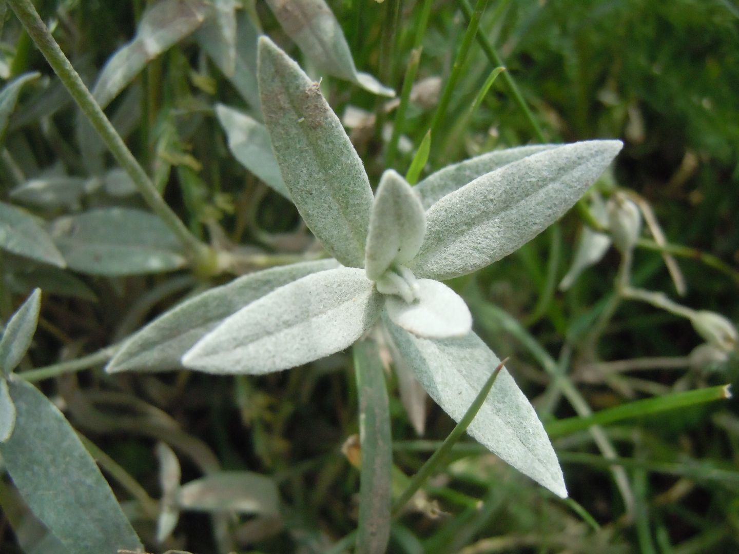 Cerastium tomentosum?  S...