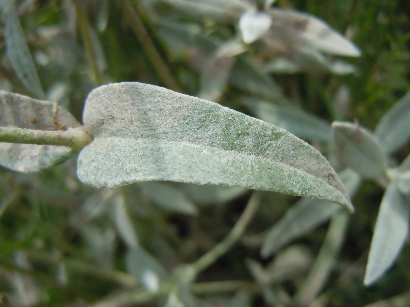 Cerastium tomentosum?  S...