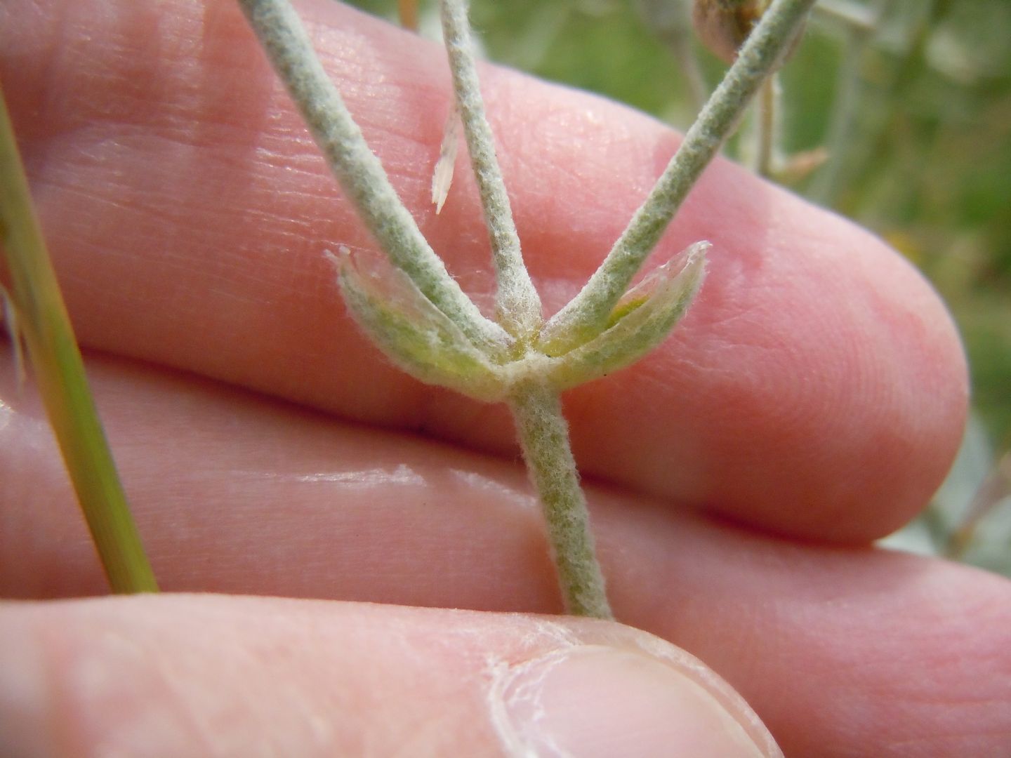 Cerastium tomentosum?  S...