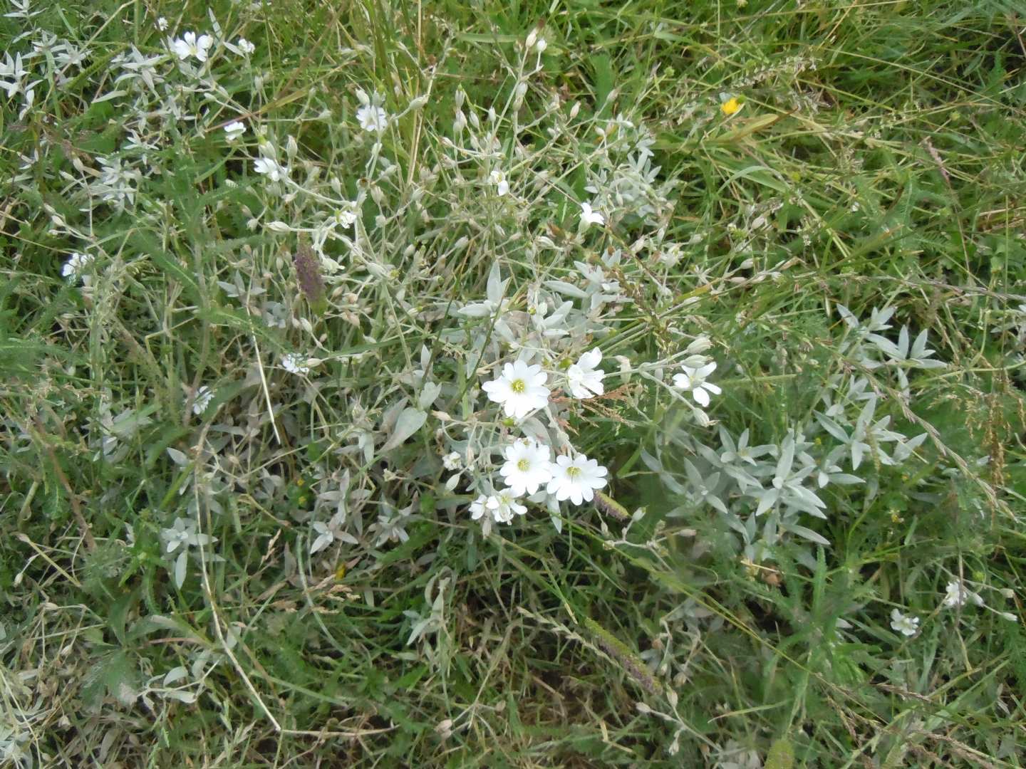 Cerastium tomentosum?  S...