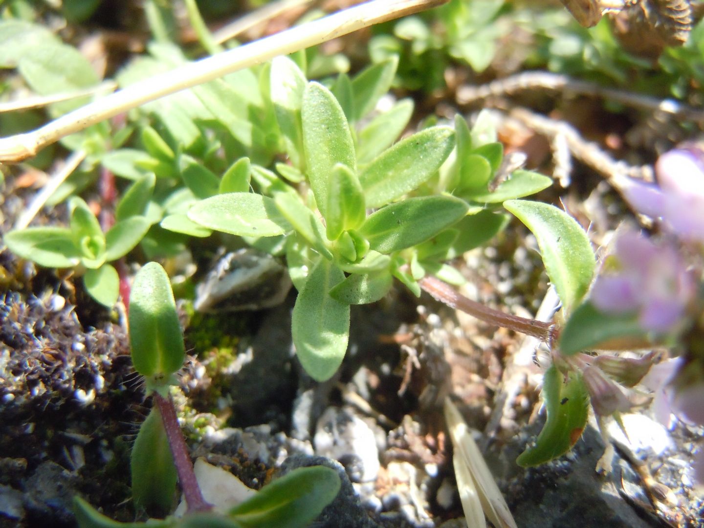 Thymus striatus? Molto probabile