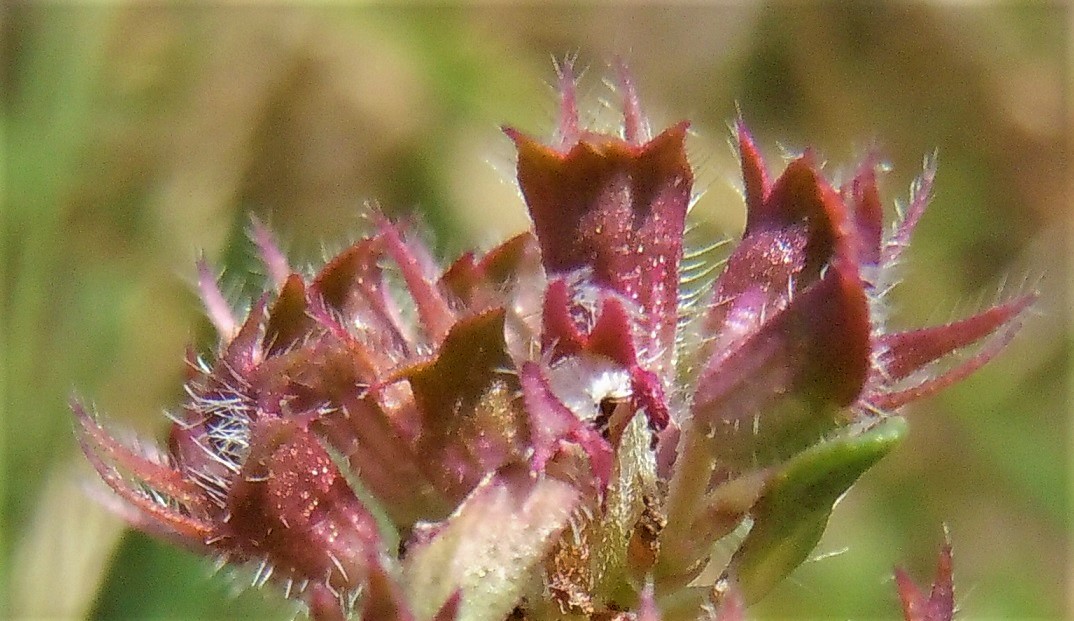 Thymus striatus? Molto probabile