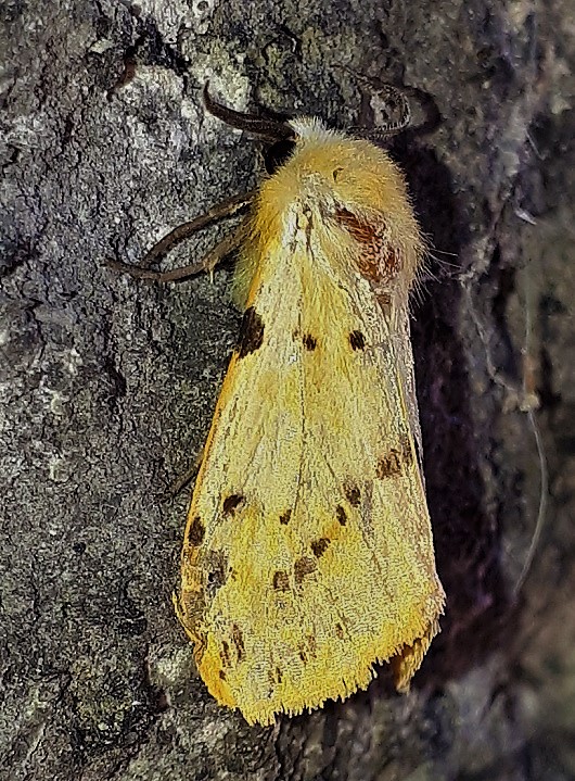 Erebidae Arctiinae: Spilosoma luteum?  S !
