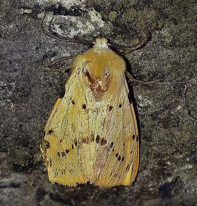 Erebidae Arctiinae: Spilosoma luteum?  S !