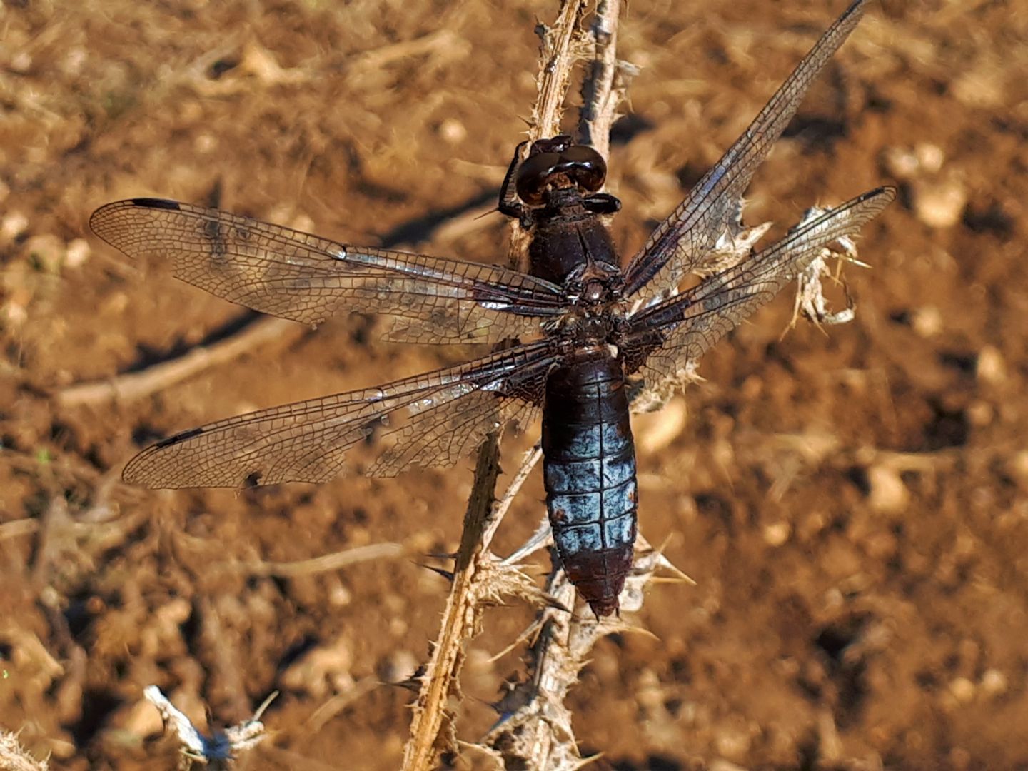 Libellula depressa? S, una vecchia femmina